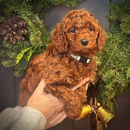 Gray Collar Boy - Red  male Poodle puppy in Modesto, California from Dry Creek Poodles