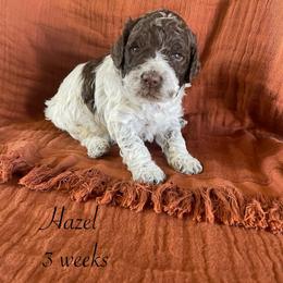 Hazel - Brown female Lagotto Romagnolo puppy in Minster, Ohio from 1880 Lagotto