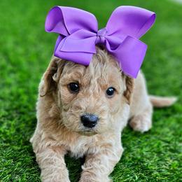 Kaia's Purple Girl - female Goldendoodle puppy in Kountze, Texas from Texas Doodles LLC