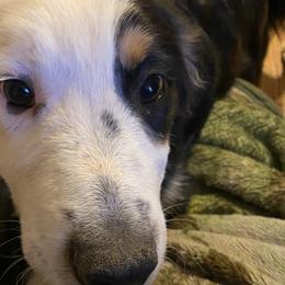Boy 4 went home 1-6-23 - Black Australian Shepherd puppy in Williams, Arizona from Aussie Mesa Ranch