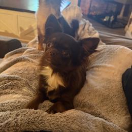 Bunnie - Chihuahua