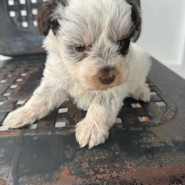 Pink collar liver and tan Parti - Parti female Miniature Schnauzer puppy in Scottsboro, Alabama from Whistling Dixie Schnauzers