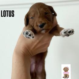 LOTUS - Red  male Goldendoodle puppy in Independence, Oregon from ANKENY DOODLES