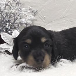 Girl 1 - Black and cream female Dachshund puppy in Mt. Sterling, Illinois from Doxie Do's