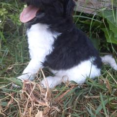 Bordoodle Puppies from Country Life Bordoodles