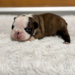 Boy 2 - Black brindle and white male Boston Terrier puppy in Madera Acres, California from Muggin Bostons Terriers and Mini Dachshund