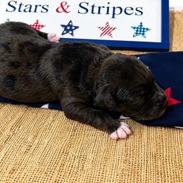 Boy 5 - Blue merle male Aussiedoodle puppy in Eastland, Texas from H5 Mini Doodles