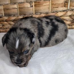 Peanut Butter - Blue merle male Miniature Australian Shepherd puppy in Paris, Texas from Blue Envy Mini Aussies