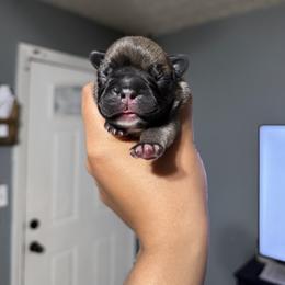 Canyon - Fawn and white male French Bulldog puppy in Louisville, Kentucky from Nelson’s Fancy Frenchies and Bulldogs
