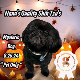 Mystery Man - Black and white male Shih Tzu puppy in Sacramento, California from NANA’S  QUALITY SHIH TZU'S