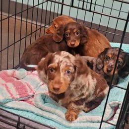 Dachshund Puppies from Ruby Desert Doxies