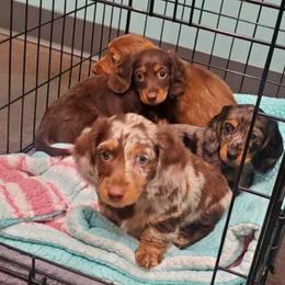 Dachshund Puppies from Ruby Desert Doxies