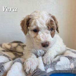 Vera - Parti female Poodle puppy in Blackfoot, Idaho from Draper Mountain Doodles