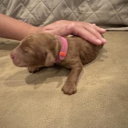 Hot pink collar girl - Red  female Poodle puppy in Riverside, California from Riverside red poodles