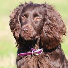 Piper - Boykin Spaniel
