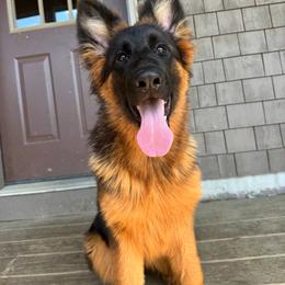 Chili - German Shepherd