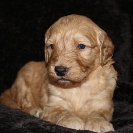 Gator - Cream male Goldendoodle puppy in Yukon, Oklahoma from Silver Barn Doodles