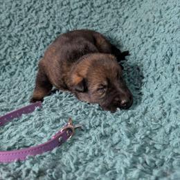 Purple - Sable female German Shepherd puppy in Motley, Minnesota from Von Thomson Haus