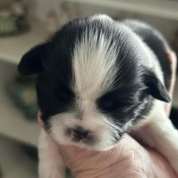 Shih Tzus from Dena’s Shih Tzus