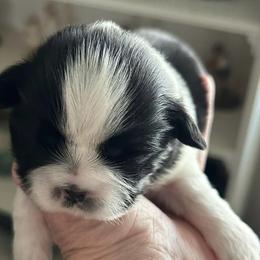 Shih Tzus from Dena’s Shih Tzus
