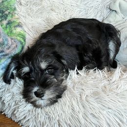 Miniature Schnauzer Puppies from Nature's Nook
