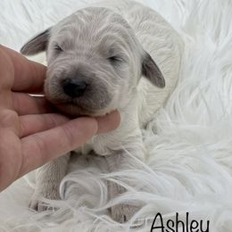 Goldendoodle Puppies from Lipscomb Doodles