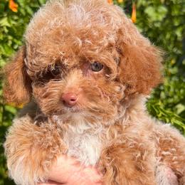 Honey - Red  female Poodle puppy in Tucson, Arizona from Adored Poodle & Doodles