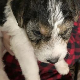 Wire Fox Terriers from Magnolia Wire Fox Terriers