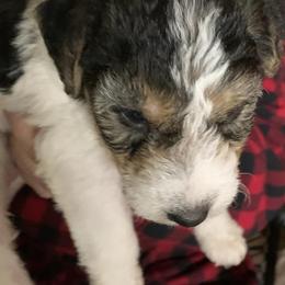Wire Fox Terriers from Magnolia Wire Fox Terriers