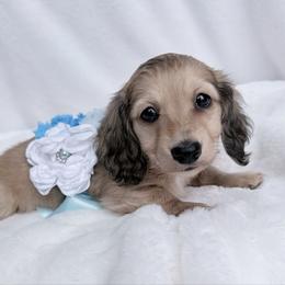 Bentley blue collar Perfect Vet health checkup - Red male Dachshund puppy in Richmond, Virginia from Irresistible Dachshunds & Cavaliers