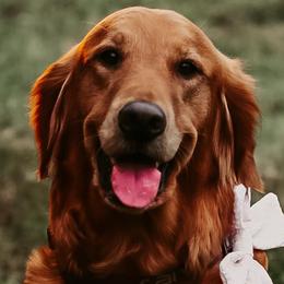 Golden Retrievers from Penny Lane Goldens of Derby Kansas
