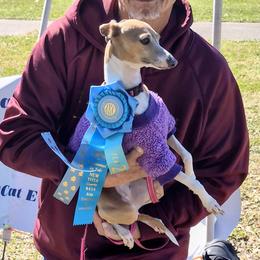 April - Italian Greyhound