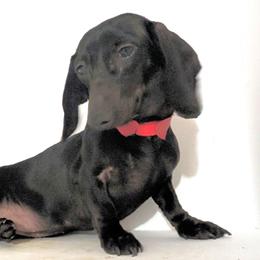 DYNAmite - Black female Dachshund puppy in Ravenna, Ohio from Valhallah Farms