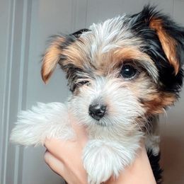 Furrari - Black tan and white Biewer Terrier puppy in Branford, Connecticut from CT Fuzzy Bugs - Biewer Terriers