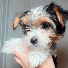 Furrari - Black tan and white Biewer Terrier puppy in Branford, Connecticut from CT Fuzzy Bugs - Biewer Terriers