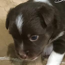 Miniature American Shepherds and Miniature Australian Shepherds from Bright Hope Aussies