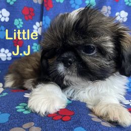 JJ - Black and white male Shih Tzu puppy in Hemet, California from Aloha Shih Tzu