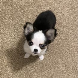 Chihuahua Puppies from Trenda's Chihuahuas