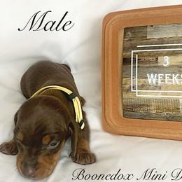 Dachshund Puppies from Marissa's Dachshunds (BooneDox Mini Dachshunds)