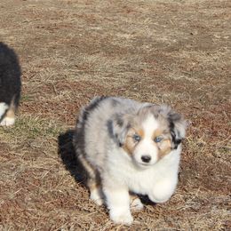 Miniature American Shepherd Puppies from Brunskills Mini Americans