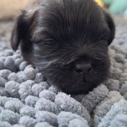 Mal-Shi Puppies from Gemstone Exclusive Pups of Florida