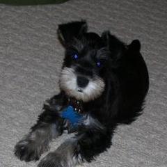 Miniature Schnauzer Puppies from Kathy Rager's Miniature Schnauzers
