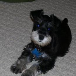 Miniature Schnauzer Puppies from Kathy Rager's Miniature Schnauzers