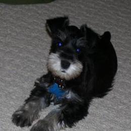 Miniature Schnauzer Puppies from Kathy Rager's Miniature Schnauzers