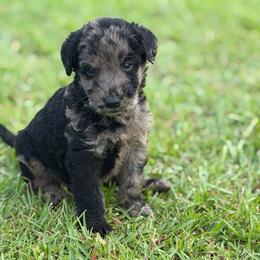 Speckls - Merle female Labradoodle puppy in Georgetown, South Carolina from Muddy Bay Kennels