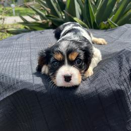 Cavalier King Charles Spaniel Puppies from Caveliers by Grace