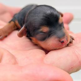 Female 3 - Black and tan female Yorkipoo puppy in Coshocton, Ohio from Forever Family Puppies