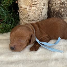 Birch- Blue Collar - Red male Cavapoo puppy in South Jordan, Utah from Simply Sweet Paws. LLC
