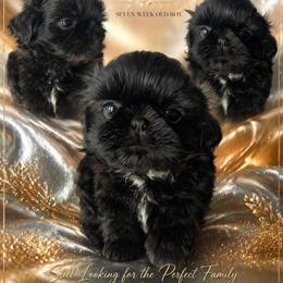 Boy 1 - Black and white male Shih Tzu puppy in Dallas, Texas from Almost Heaven Shih Tzu