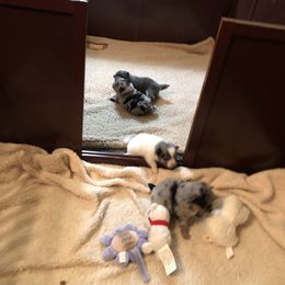 Pomeranian Puppies from Froggwoods Pomeranians